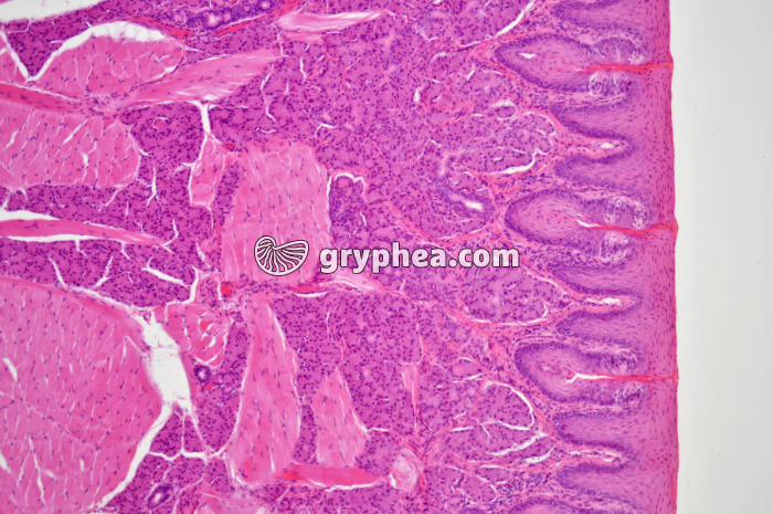 Langue x25 - gryphea.org